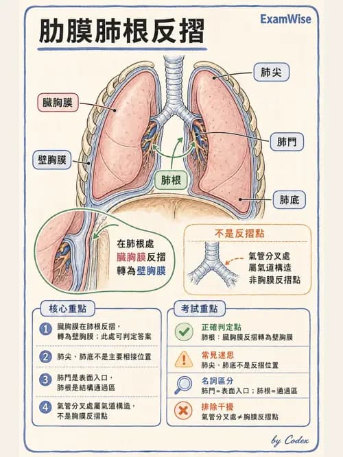 呼吸治療師 - 胸廓、肋膜與呼吸肌肉 - AI 圖文解析預覽
