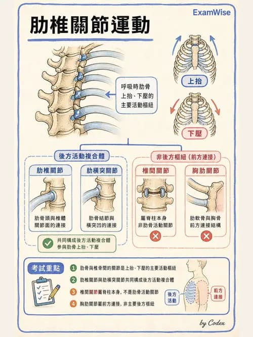 呼吸治療師 - 胸廓、肋膜與呼吸肌肉 - AI 圖文解析預覽
