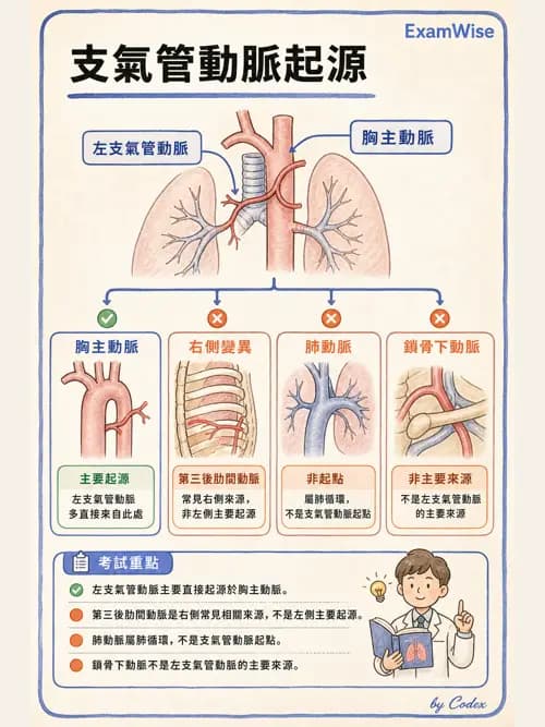 呼吸治療師 - 肺臟血流與神經支配 - AI 圖文解析預覽