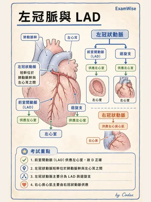 呼吸治療師 - 心臟與循環解剖 - AI 圖文解析預覽