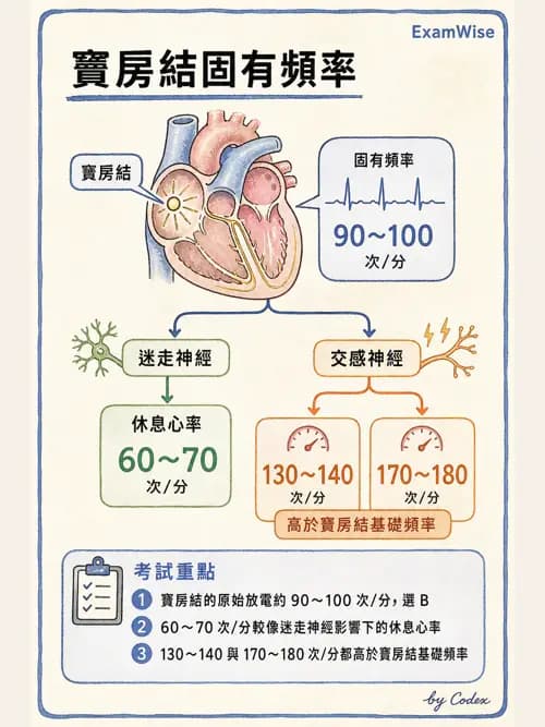 呼吸治療師 - 心臟與循環解剖 - AI 圖文解析預覽