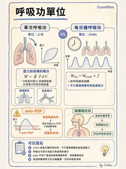 呼吸治療師 - 通氣、呼吸力學與控制 - AI 圖文解析預覽
