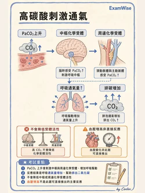 呼吸治療師 - 通氣、呼吸力學與控制 - AI 圖文解析預覽