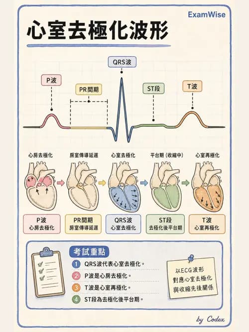 呼吸治療師 - 心臟生理與血液動力學 - AI 圖文解析預覽