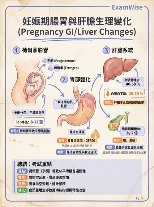 護理師 - 孕期生理變化與不適護理 - AI 圖文解析預覽