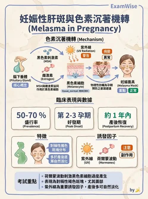 護理師 - 孕期生理變化與不適護理 - AI 圖文解析預覽