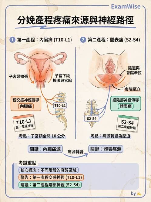 護理師 - 生產疼痛與麻醉技術 - AI 圖文解析預覽