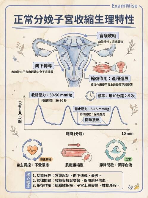 護理師 - 分娩過程與產科急症 - AI 圖文解析預覽