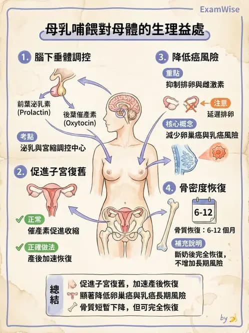 護理師 - 母乳哺餵 - AI 圖文解析預覽