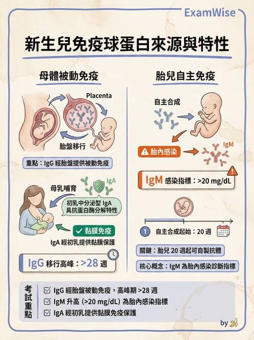 護理師 - 新生兒評估與生理特徵 - AI 圖文解析預覽