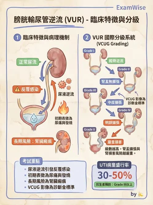 護理師 - 兒童泌尿系統疾病 - AI 圖文解析預覽