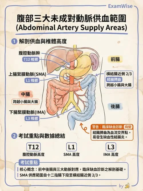 護理師 - 肝膽與腹部血管 - AI 圖文解析預覽