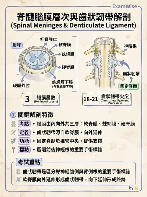 護理師 - 神經系統 - AI 圖文解析預覽
