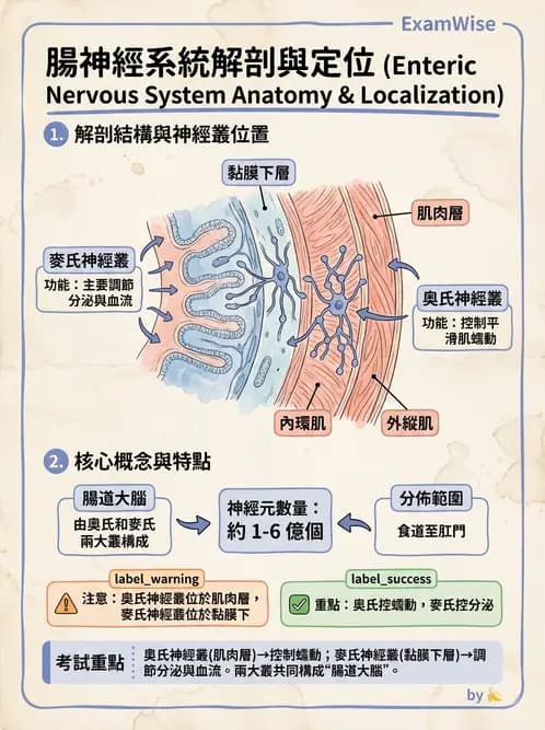 護理師 - 消化道 - AI 圖文解析預覽