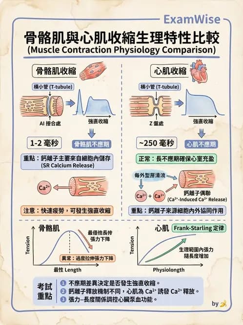 護理師 - 肌肉 - AI 圖文解析預覽