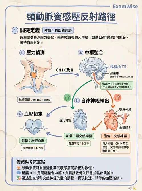 護理師 - 腦功能、自主神經與感覺 - AI 圖文解析預覽