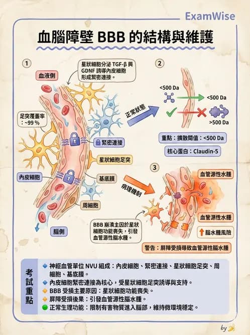 護理師 - 神經傳導、突觸與反射 - AI 圖文解析預覽