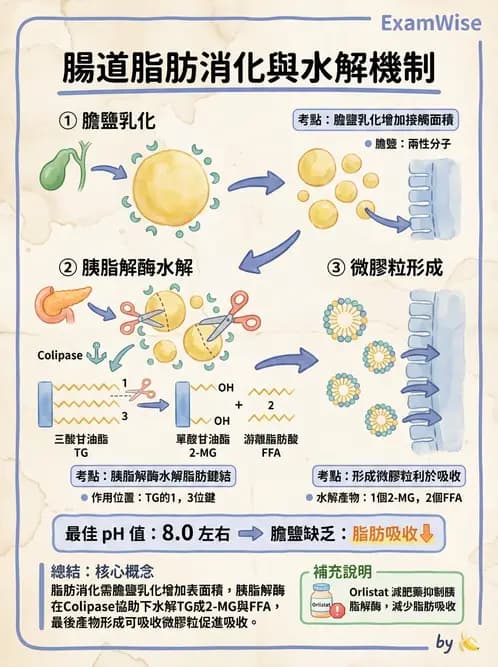 護理師 - 消化系統 - AI 圖文解析預覽