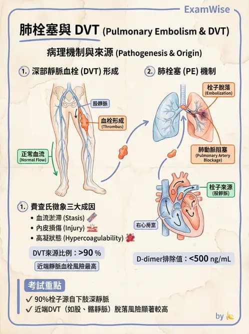 護理師 - 呼吸、循環系統 - AI 圖文解析預覽