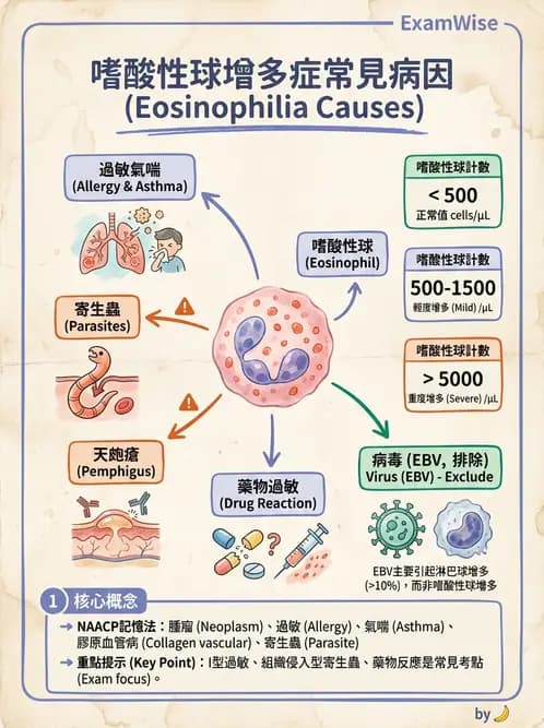 護理師 - 免疫疾病 - AI 圖文解析預覽