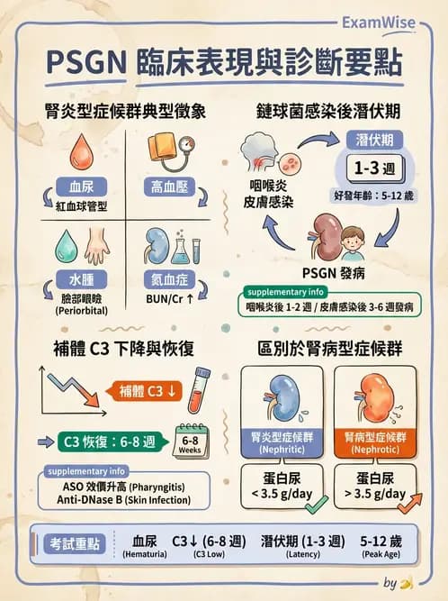 護理師 - 泌尿及男性生殖系統 - AI 圖文解析預覽