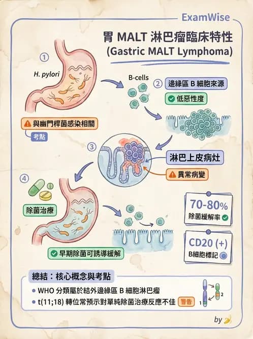 護理師 - 造血及淋巴系統 - AI 圖文解析預覽
