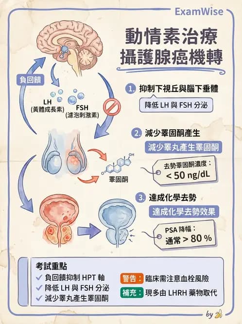 護理師 - 影響新陳代謝及內分泌功能藥物 - AI 圖文解析預覽
