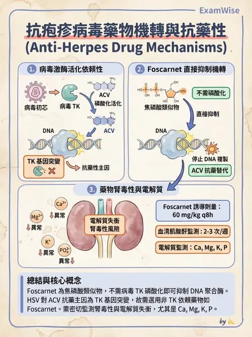 護理師 - 化學治療與免疫調節藥物 - AI 圖文解析預覽