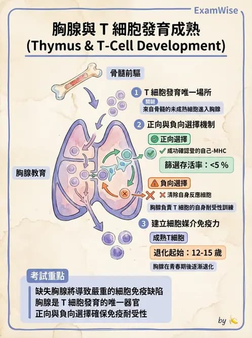 護理師 - 免疫系統組成、抗原-抗體、補體、先天性免疫 - AI 圖文解析預覽