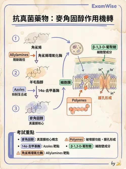 護理師 - 黴菌學概論 - AI 圖文解析預覽