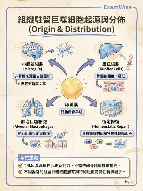 護理師 - 免疫系統組成、抗原-抗體、補體、先天性免疫 - AI 圖文解析預覽