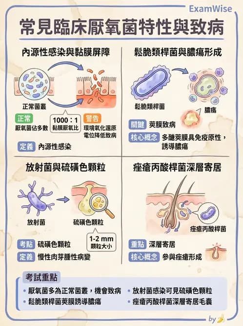 護理師 - 其他細菌 - AI 圖文解析預覽