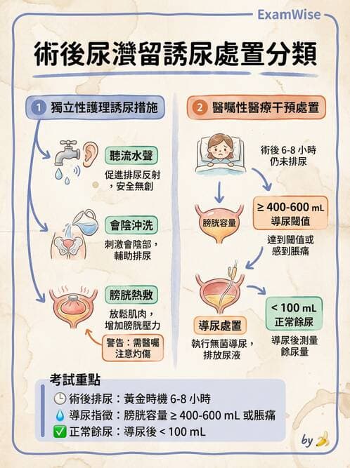 護理師 - 泌尿排泄與導尿護理 - AI 圖文解析預覽