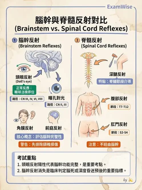 護理師 - 顱內壓升高與頭部外傷 - AI 圖文解析預覽