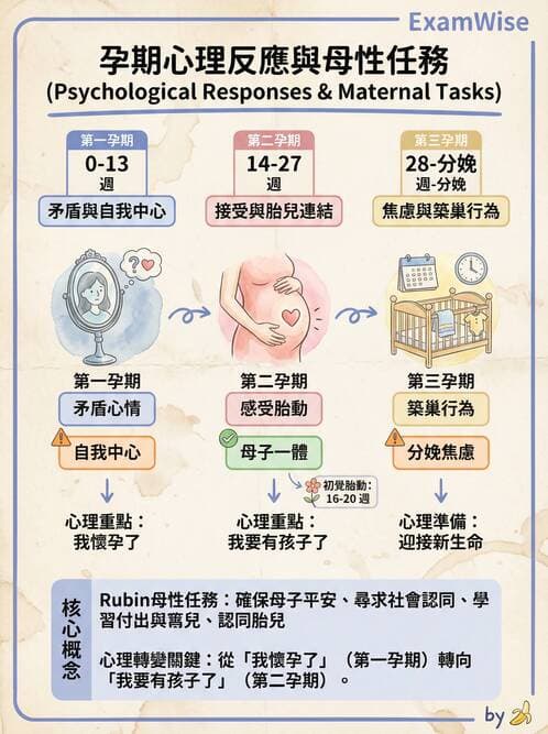 護理師 - 孕期營養心理與衛生政策 - AI 圖文解析預覽