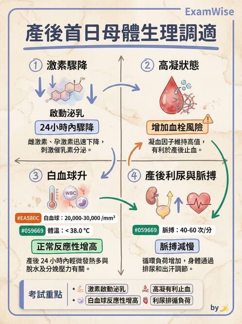 護理師 - 產後生理恢復與護理 - AI 圖文解析預覽
