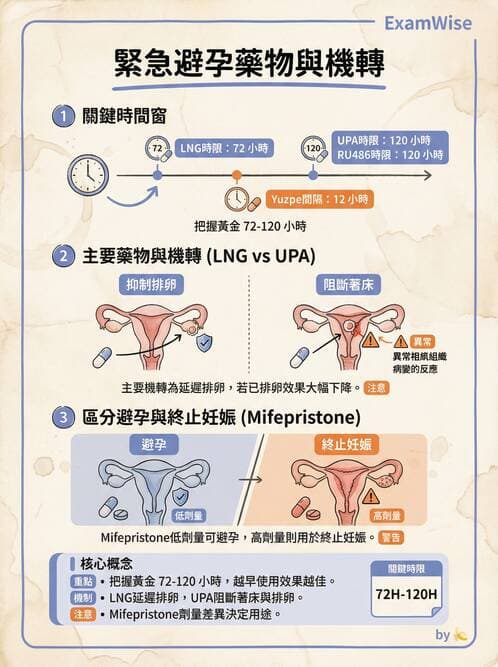 護理師 - 不孕症月經與更年期 - AI 圖文解析預覽