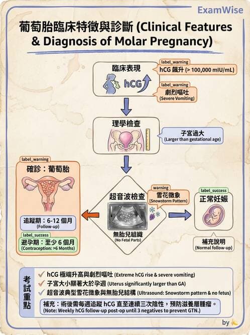 護理師 - 胎兒發育與監測評估 - AI 圖文解析預覽