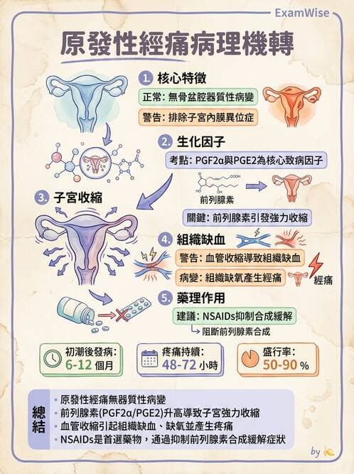 護理師 - 不孕症月經與更年期 - AI 圖文解析預覽