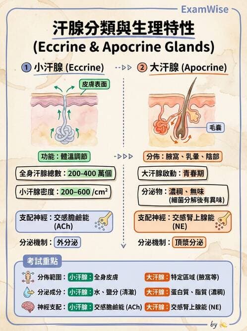 護理師 - 概論、皮膚系統、內分泌系統 - AI 圖文解析預覽