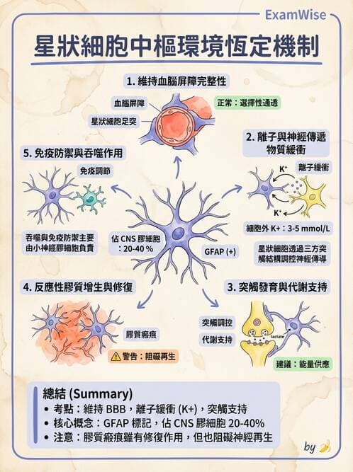 護理師 - 神經傳導、突觸與反射 - AI 圖文解析預覽