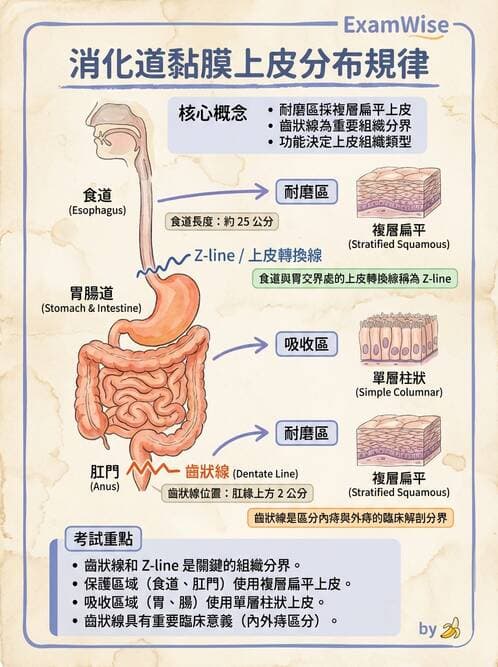 護理師 - 消化系統 - AI 圖文解析預覽