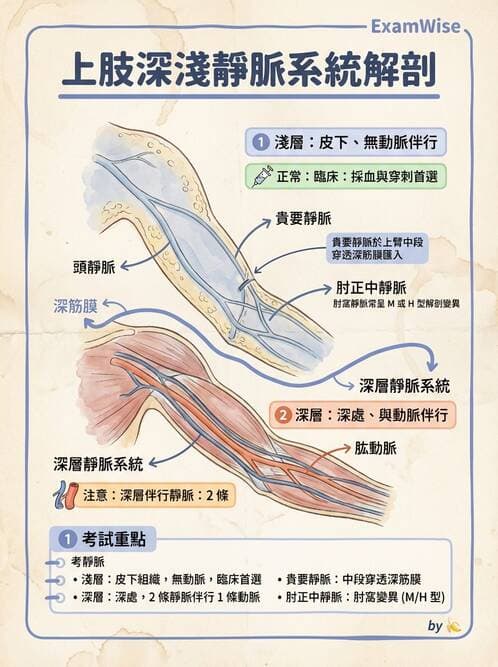 護理師 - 循環系統 - AI 圖文解析預覽