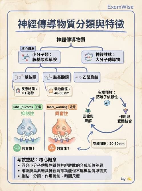 護理師 - 神經傳導、突觸與反射 - AI 圖文解析預覽