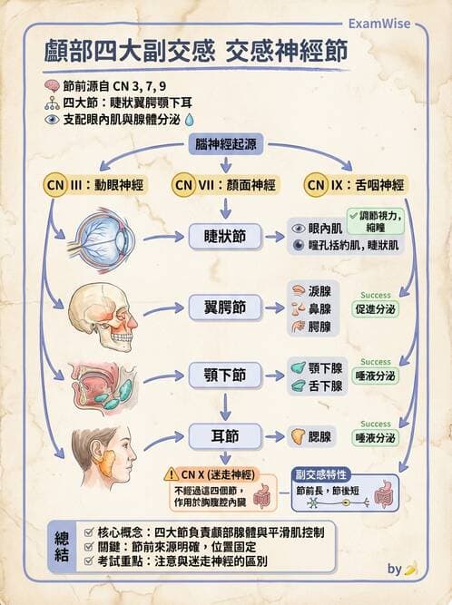 護理師 - 腦功能、自主神經與感覺 - AI 圖文解析預覽