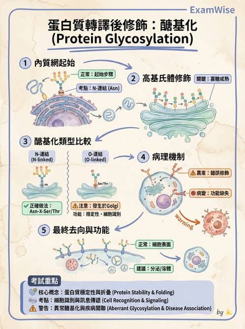 護理師 - 細胞生理 - AI 圖文解析預覽