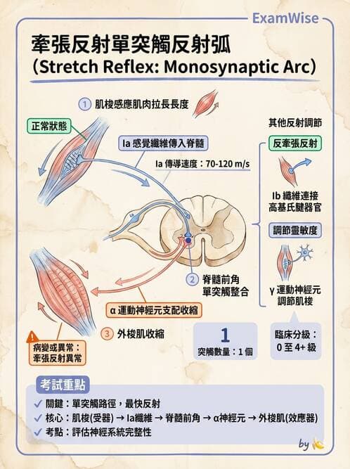 護理師 - 神經傳導、突觸與反射 - AI 圖文解析預覽
