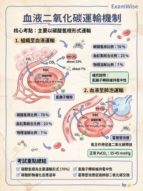 護理師 - 呼吸系統 - AI 圖文解析預覽