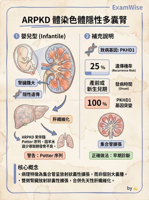 護理師 - 泌尿及男性生殖系統 - AI 圖文解析預覽
