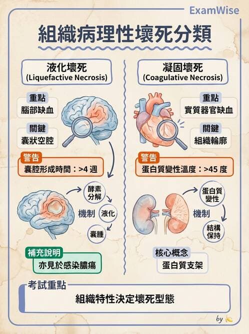 護理師 - 發炎、細胞傷害及修復 - AI 圖文解析預覽